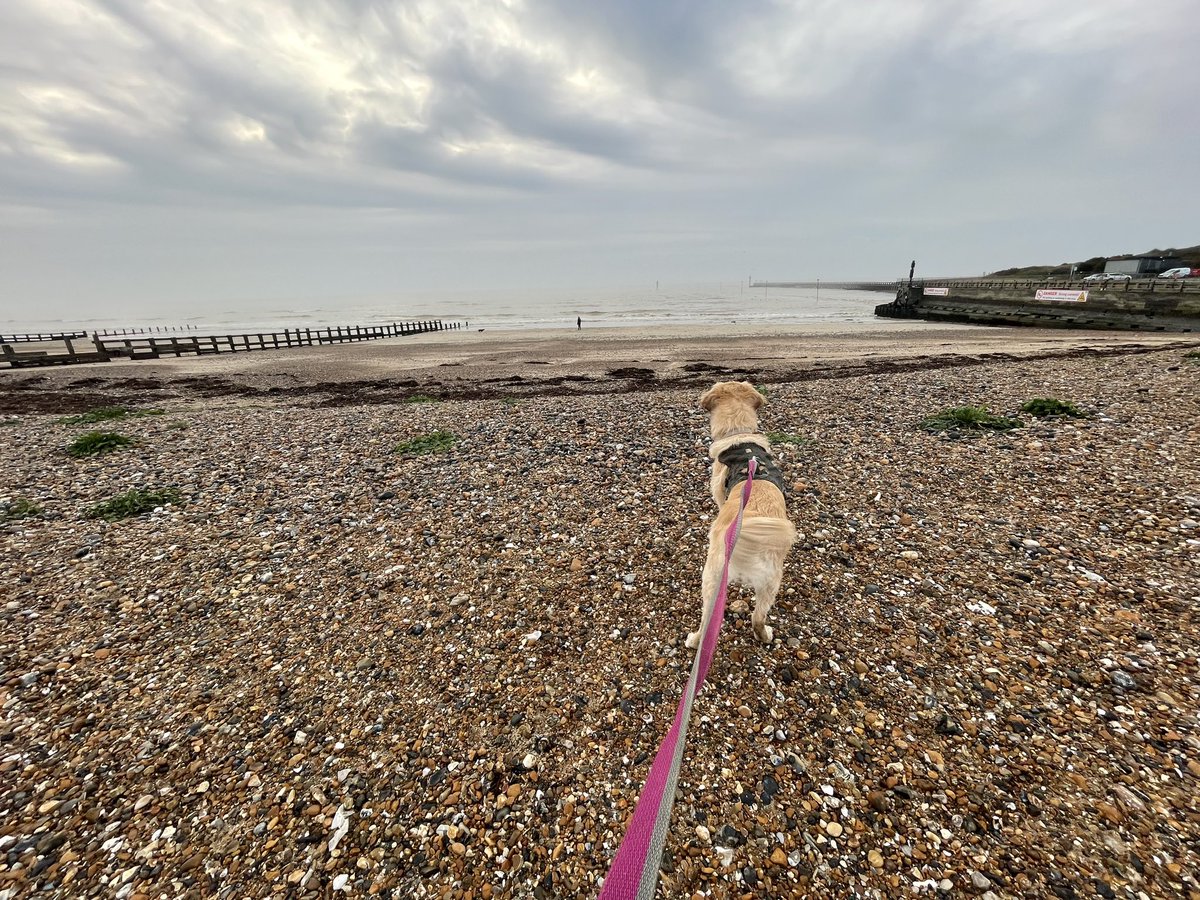 RunningDanUK's tweet photo. Littlehampton Prom parkrun #parkrun #barkrun #parkrundogs https://t.co/18gLoOEyqv