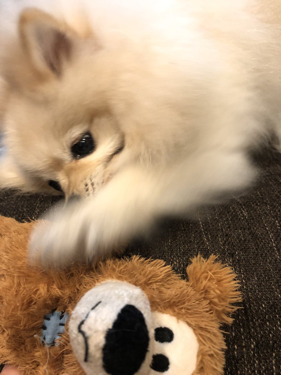kai_pome's tweet photo. 熊に喰らいつく姿🐻
ハッピークリスマス🎄 https://t.co/q7oQoHKFn0