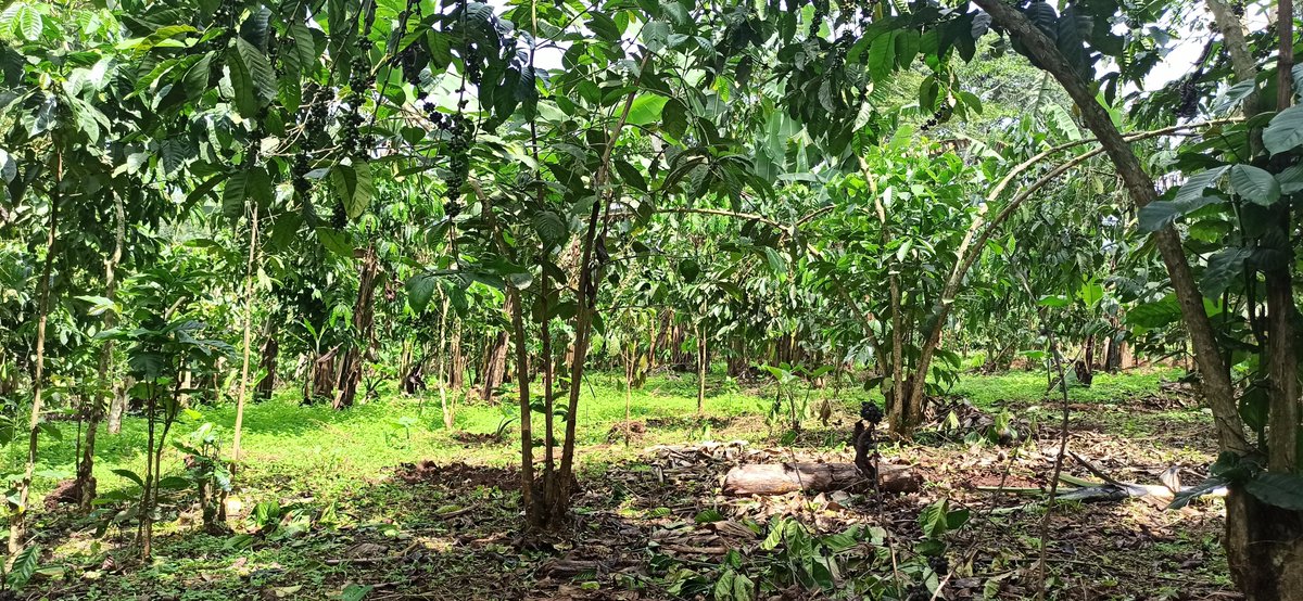 ROBUST_DeSIRA's tweet photo. 🌍☕️#HappyHolidays2022 #Greetings from all #ROBUST consortium👥 #MerryChristmas2022 🥳
We wish you a coffee-filled 2023 🙏🏿All the best 🙏🏽 @EU_Commission @Cirad @narouganda @NaCORIUganda @NAFORRI_UG @Makerere #IWCA #UCFA @WUR @StrandLife @icipe @DAFNAE_UniPD @ird_fr https://t.co/azy69rMPXb