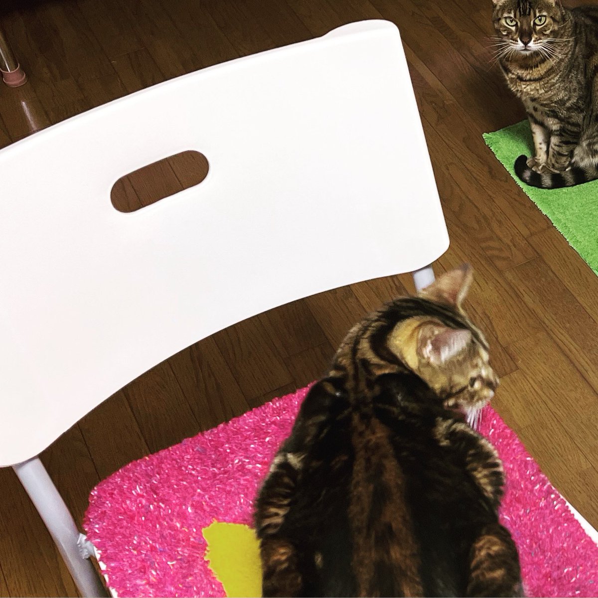 PYROMUG's tweet photo. 置けば乗る…フカフカラグマット😺
すぐ乗ります😂
#myrolive #マイロリーブ #cat #rugmat #minne #ラグマット #猫 #猫のいる暮らし https://t.co/u2t9W3cIt5