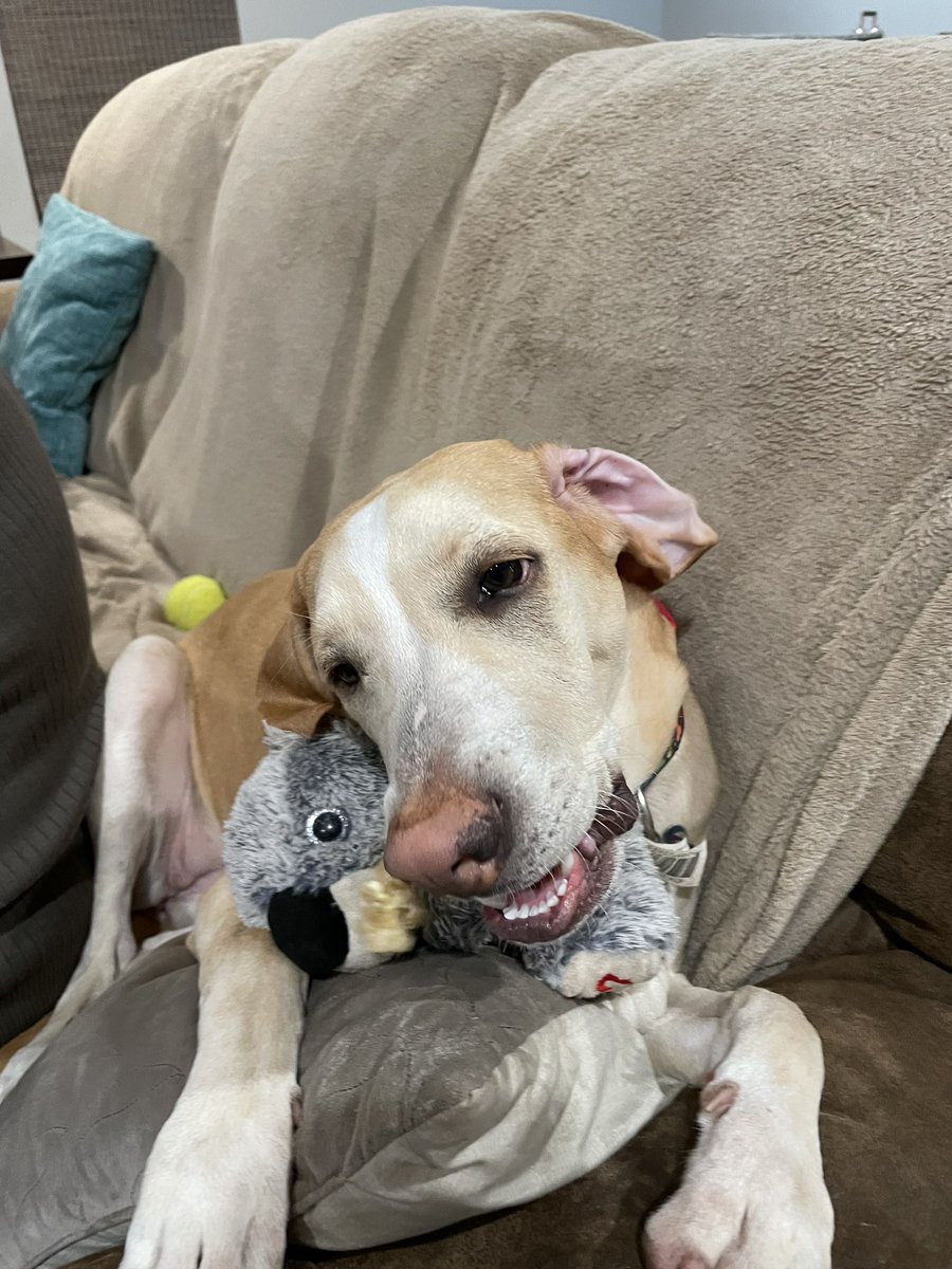 BrownieTurd's tweet photo. During the long jail time of 2022, I caught a picture of Penny cuddling a stuffy. #IfSmilesCuddledAStuffy #WhenPennySmiles #CuddleTurd #PennyTurd https://t.co/Hd5hywyUU7