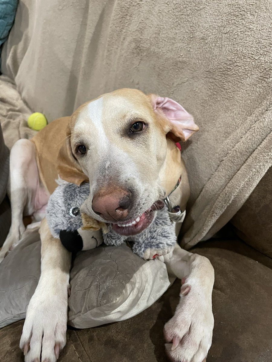 BrownieTurd's tweet photo. During the long jail time of 2022, I caught a picture of Penny cuddling a stuffy. #IfSmilesCuddledAStuffy #WhenPennySmiles #CuddleTurd #PennyTurd https://t.co/Hd5hywyUU7