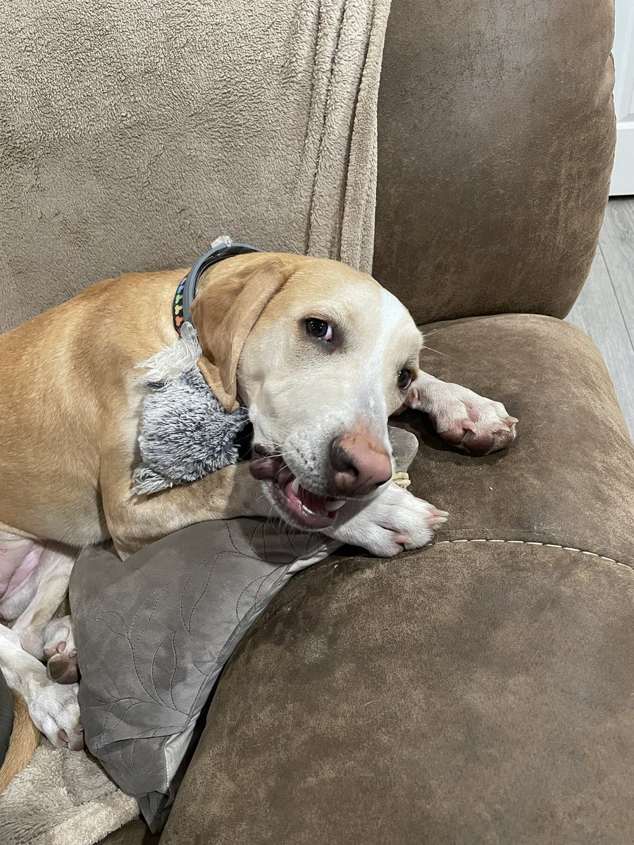 BrownieTurd's tweet photo. During the long jail time of 2022, I caught a picture of Penny cuddling a stuffy. #IfSmilesCuddledAStuffy #WhenPennySmiles #CuddleTurd #PennyTurd https://t.co/Hd5hywyUU7