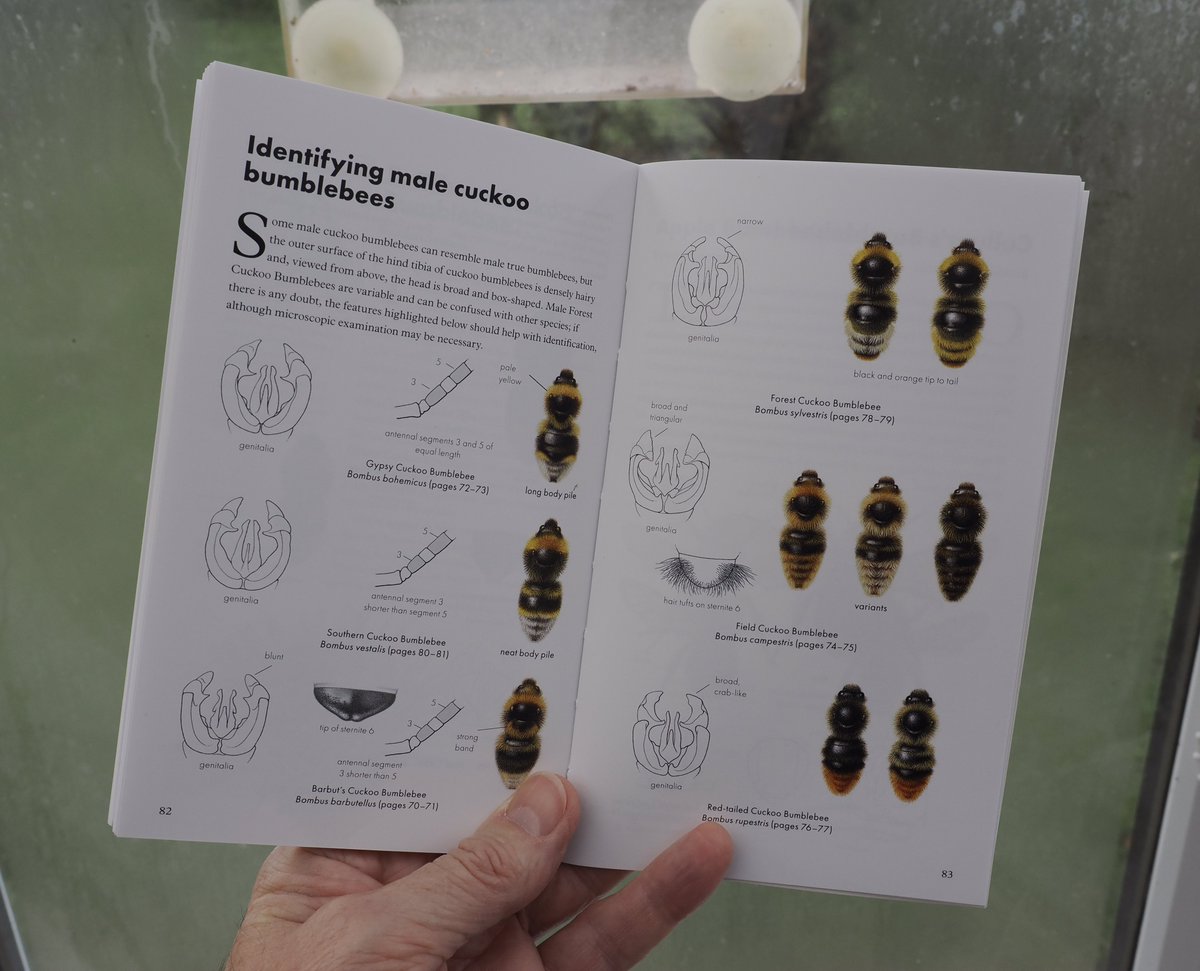 Advance copy of ‘Bumblebees’ has just arrived. Too late for Christmas but just in time for the first queen bumbles emerging from hibernation in February. Donation from sales to <a href="/BumblebeeTrust/">Bumblebee Conservation Trust</a>