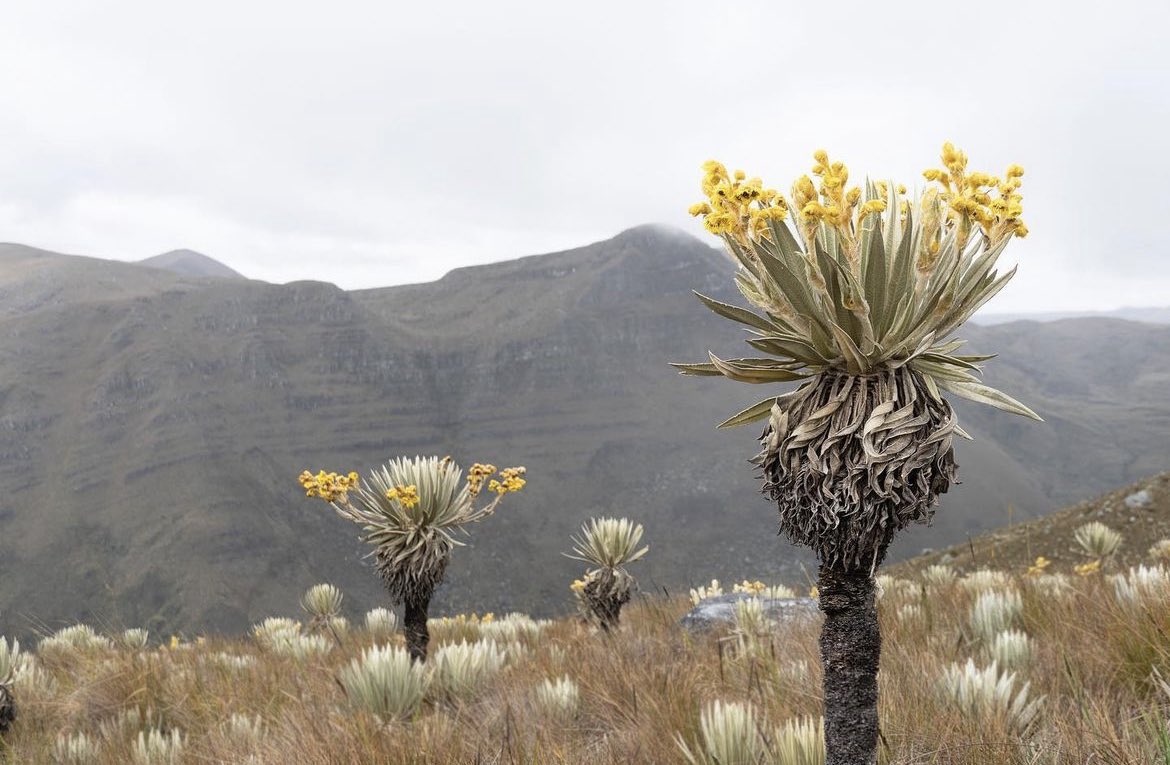 PalmSavanna's tweet photo. Paramo de Sumapaz is just 1 of the stunning paramos you can visit on an easy day trip from Bogota, 🇨🇴 a city surrounded by paramos. 1st 📸 @yober_arias 2nd 📸 Leonardo Centeno #paramo #sumapaz #bogota #colombia #paramodesumapaz https://t.co/e6z4HKPstY