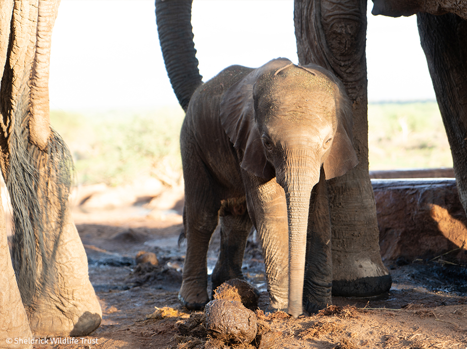 3-step suckling demo by Yebo, Ithumba’s first grand-calf.

1) Position yourself underneath mum &amp; stretch your trunk
2) Feel your mum's reassuring presence with your trunk as you suckle
3) Once your tummy is full, close your eyes &amp; fall into a milk stupor
sheldrickwildlifetrust.org/news/updates/i…
