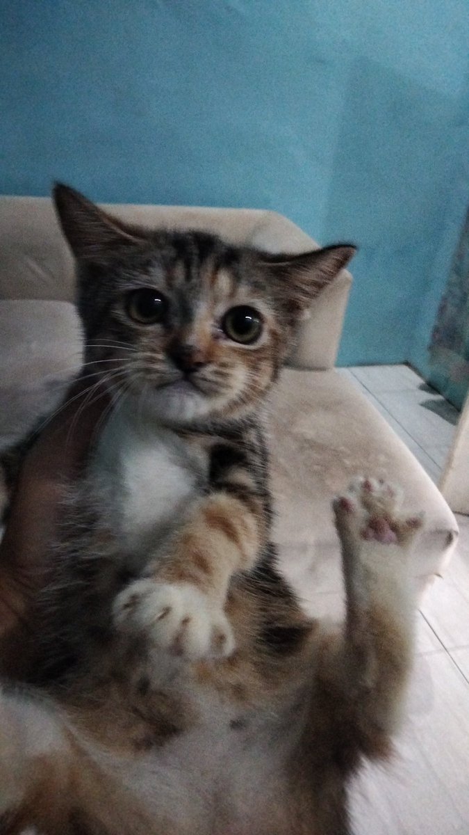 Selamat jalan sayang ko sdh sehat sudah tidak merasakan sakit lagi,Insha Allah kita bertemu lagi dan berkumpul lagi 😥😥