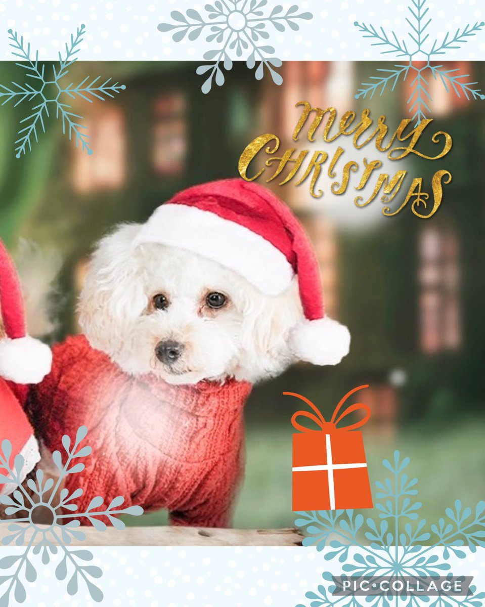 EikoSaeko's tweet photo. 🎄Merry Xmas🎄

まるで帽子をかぶってるみたいに創作写真📷作ってもらいました❣️🤶
絵本の中にいるみたい✨

みなさん素敵な夜を🍷🐶

#クリスマス撮影会　#創作写真　#モフズカフェ　#petreal https://t.co/AlLbYF8MmY