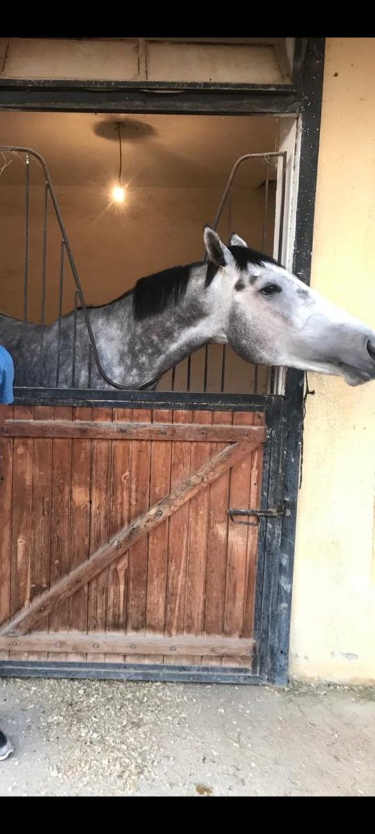 Bugün adanada şart3 koşuda start olan Taylarımızdan Koçyiğit han yarışını 2.olarak bitirdi çok şükür. Tüm emeği geçenlerin ellerine sağlık MAŞALLAH sana evlat 🏇💪🐎🔥👏🧿🙏