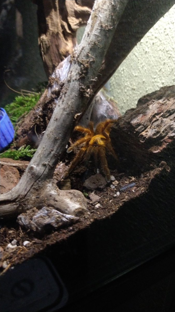 Gh9st__'s tweet photo. Tarantula keeping is healing my mind.

-𝑃𝑡𝑒𝑟𝑖𝑛𝑜𝑐ℎ𝑖𝑙𝑢𝑠 𝑚𝑢𝑟𝑖𝑛𝑢𝑠.
Aka Orange Baboon Tarantula. https://t.co/Fs0S0FKgt1
