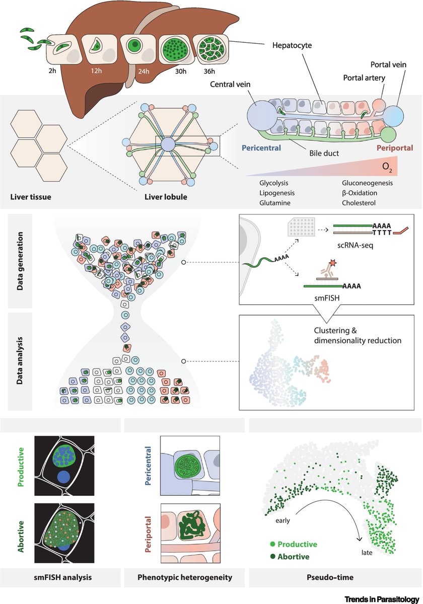 TrendsParasitol's tweet photo. Drs @Franziska_HiBr @JoAnkar23 & Kai Matuschewski highlight @MariaMMota2 @Sitzkovitz & colleagues’ recent @Nature article on #SingleCellAtlas of #Plasmodium #liver stage. @Stockholm_Uni @scilifelab @UU_University @HumboldtUni @IMMolecular @WeizmannScience
https://t.co/ZBQkj5zb7P https://t.co/17TQmPFlbC