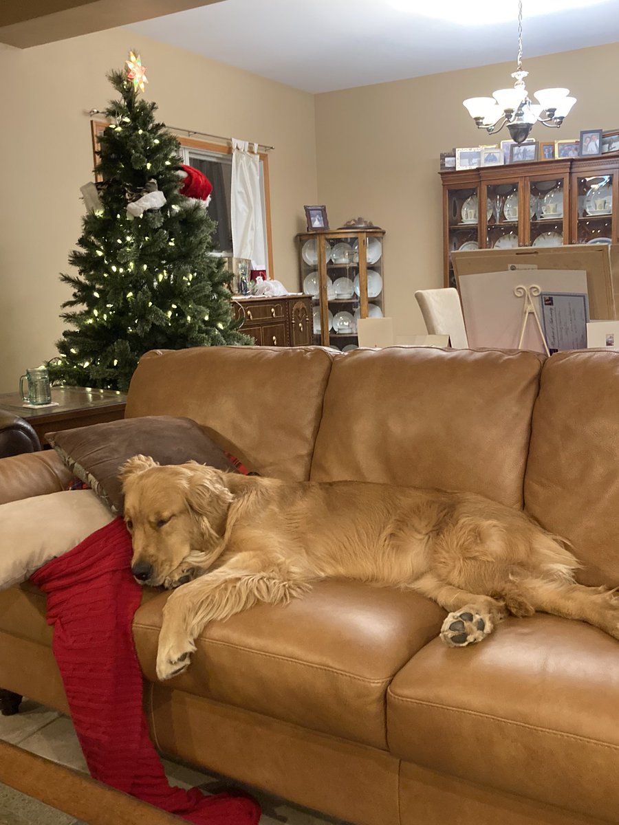 mattvanover's tweet photo. Sage knows how to ride out the cold. #GoldenGirls #GoldenRetrievers #MerryChristmas #winternap https://t.co/prtp3Z8GDc