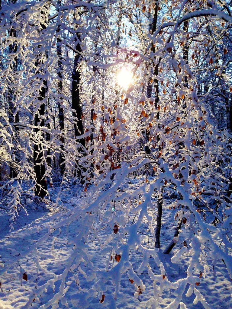 Merry Christmas and a Happy New Year for everyone and all trees!
🌲🌲🌳🌳🍾🥂