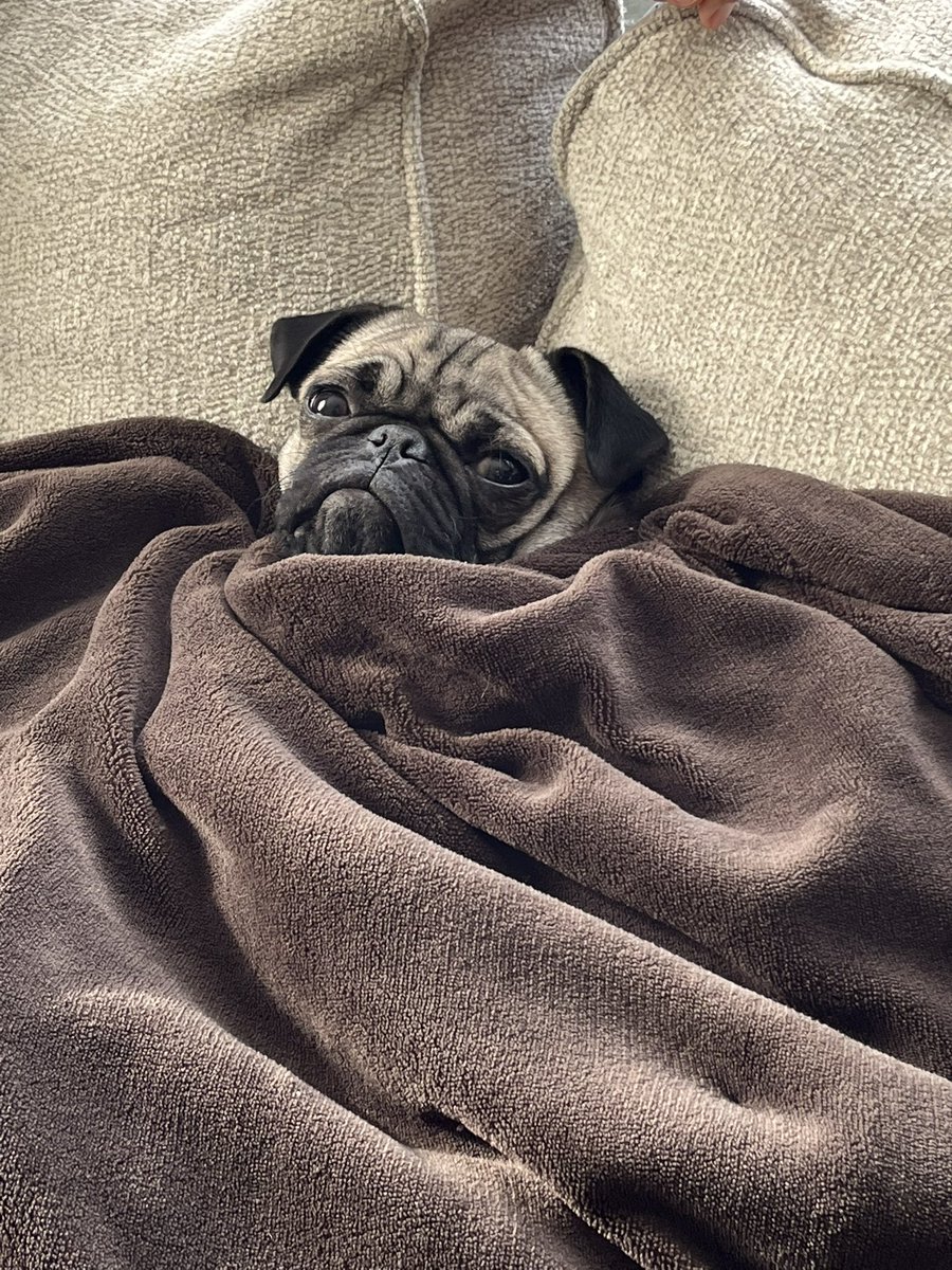 Ms. Fiona says I want to go back to ElPaso!! ❄️💨