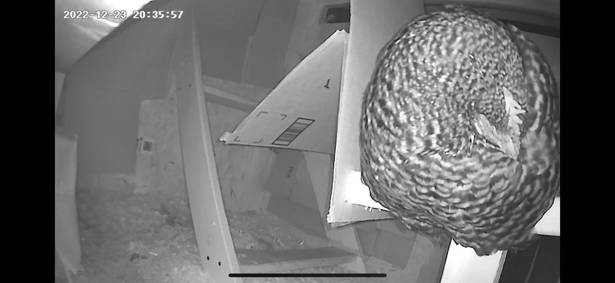 -4 below and sound asleep. No coop heater.