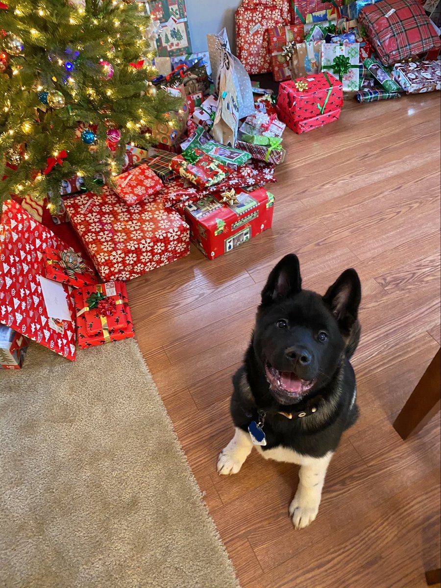 16pxl's tweet photo. happy holidays from bento 🎄💗 the cutest grinch around https://t.co/KrxjJ1OLL7