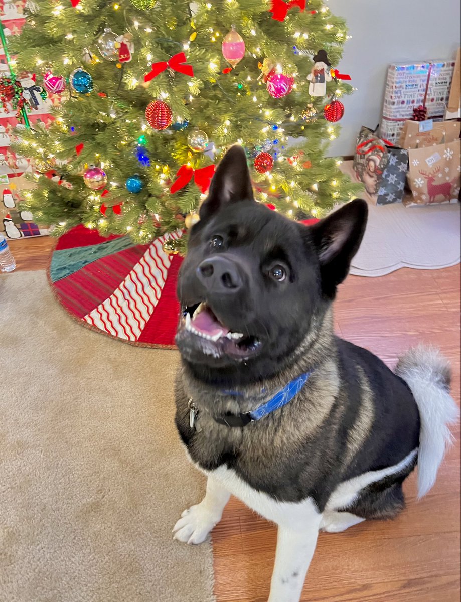16pxl's tweet photo. happy holidays from bento 🎄💗 the cutest grinch around https://t.co/KrxjJ1OLL7
