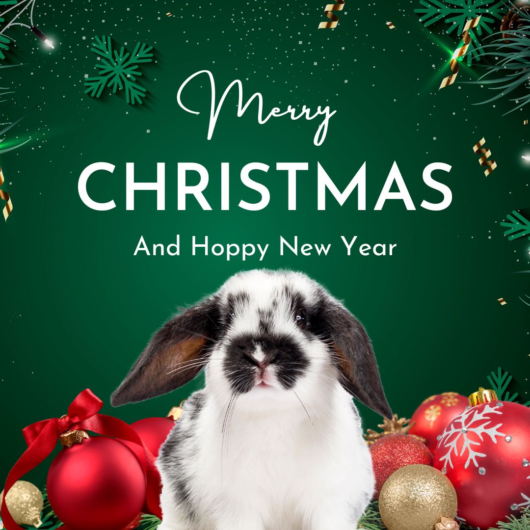 RabbitHoleHay's tweet photo. Merry Christmas and Hoppy Holidays everyone! We hope you have a fun and festive season! 🎉🎄 https://t.co/ozvu1RJp1T