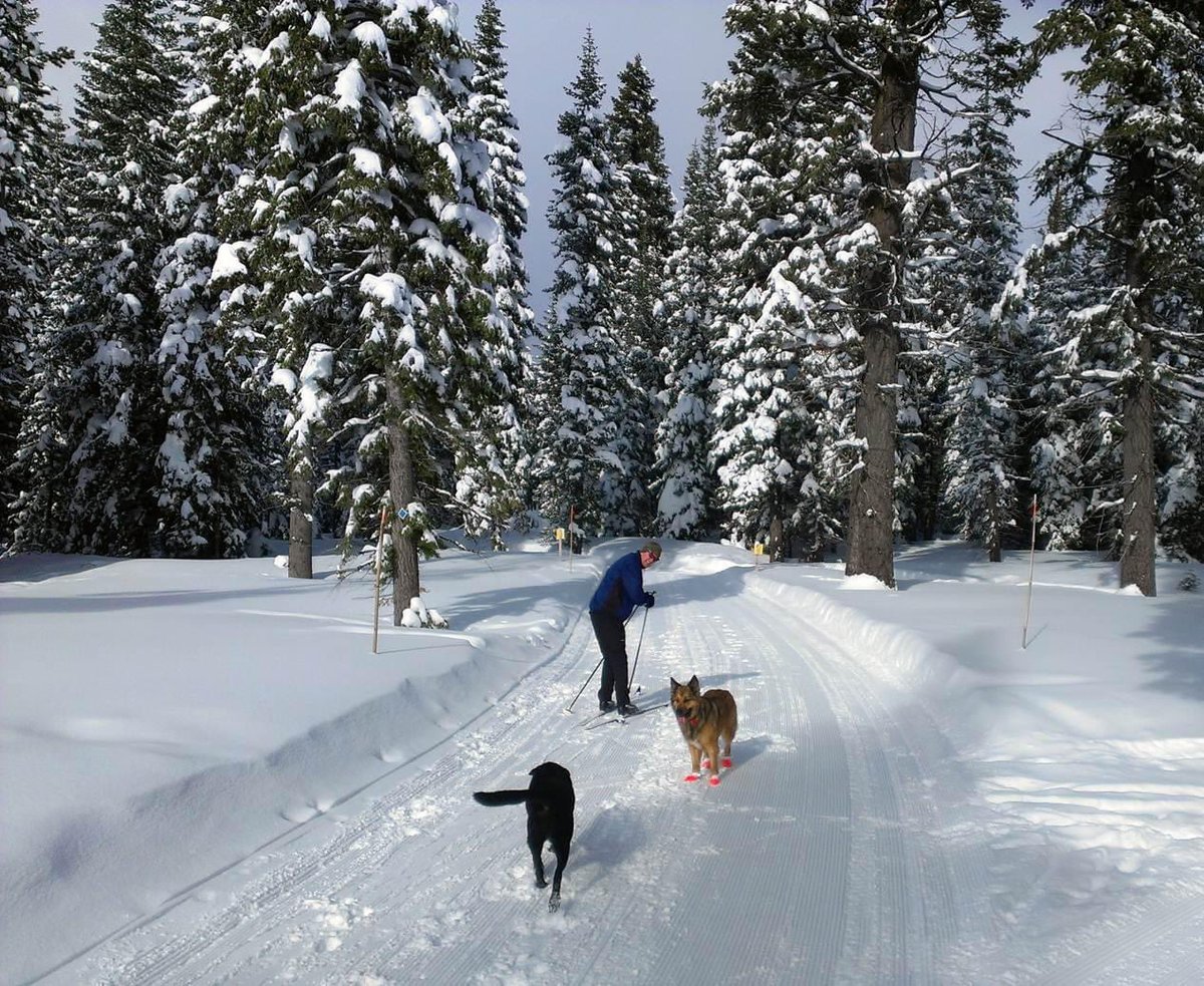 dogpacorg's tweet photo. Wishing you and yours a wonderful, safe and trail-blazing holiday season! 🐾🎄

#dogpac #gooddog https://t.co/pKBOJW89S7