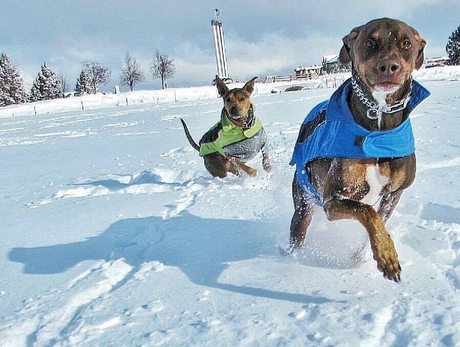 dogpacorg's tweet photo. Wishing you and yours a wonderful, safe and trail-blazing holiday season! 🐾🎄

#dogpac #gooddog https://t.co/pKBOJW89S7