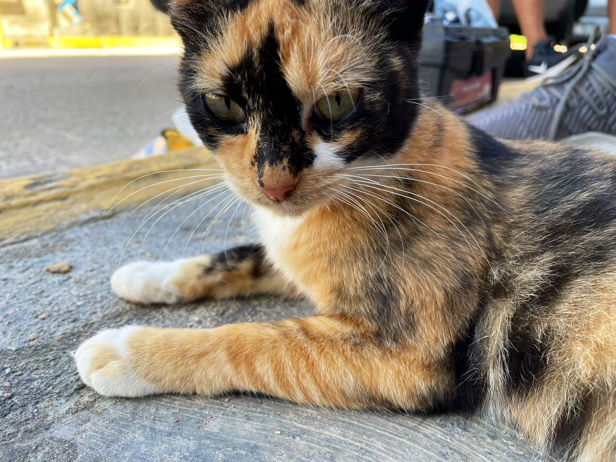 EduMock's tweet photo. Kotaro Eyes.
#RandomCat https://t.co/suGAvSBL6s