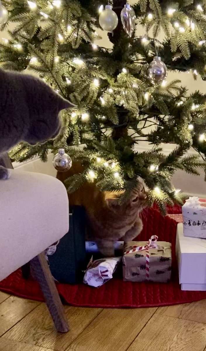 ‘Twas the night before Christmas…Merry Crispmouse pals! 😺😺🎄