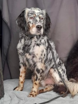 millypod1's tweet photo. ๐24 DEC 2022 #Lost RIO #ScanMe
Tricolour English Setter Male
Eton Great Common behind Bunces Close
#EtonWick #Windsor #Berkshire #SL4
POSS SEEN:#Chalvey in #Slough this morning at about 11am.
https://t.co/4Lj1GeXbvO https://t.co/57rD3EhMLr