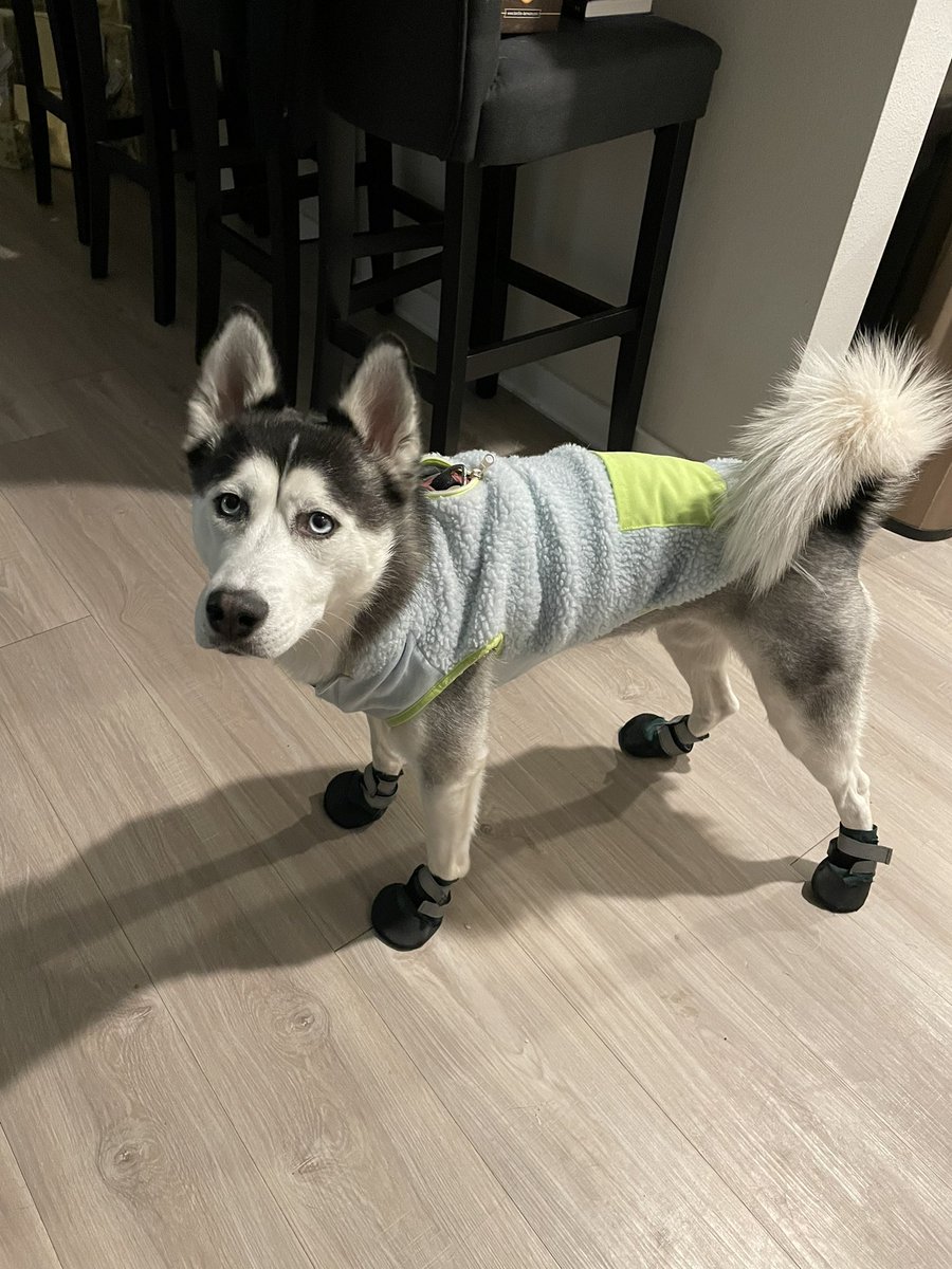 skylarsage_news's tweet photo. Someone���s ready for the snow and presents 👀 #zarab https://t.co/2qHRN2M0mD