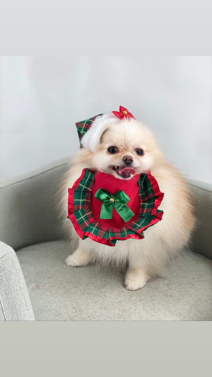 andreiagrooming's tweet photo. 🎄Merry Christmas  🎄

#petstagram #dogmodel #dogsofinstaworld #cutedog #cutedogs #happydog #dogsofig #animals #dogofinstagram #instadogs #adoptdontshop #lovedogs #hundefotografie #puppylife #hundeleben #rescuedog #hunde #doginstagram #labrador #k #goldenretriever #petlovers https://t.co/epZYu66sWa