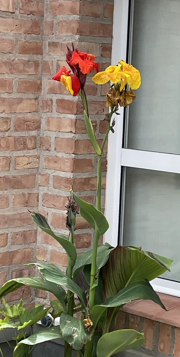 Cuando abrís la ventana de casa y te saluda esta señora flor, solo hay que pensar en buenos augurios. Busca una flor este fin de año que te salude cada mañana