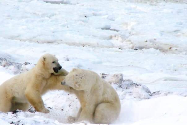 This is truly devastating news. 15 years ago I encountered over 70 #PolarBears in a few days in Churchill, Canada, "the #PolarBear Capital of the World", but this study has found their numbers are dropping fast, particularly for females and cubs:
theguardian.com/world/2022/dec…