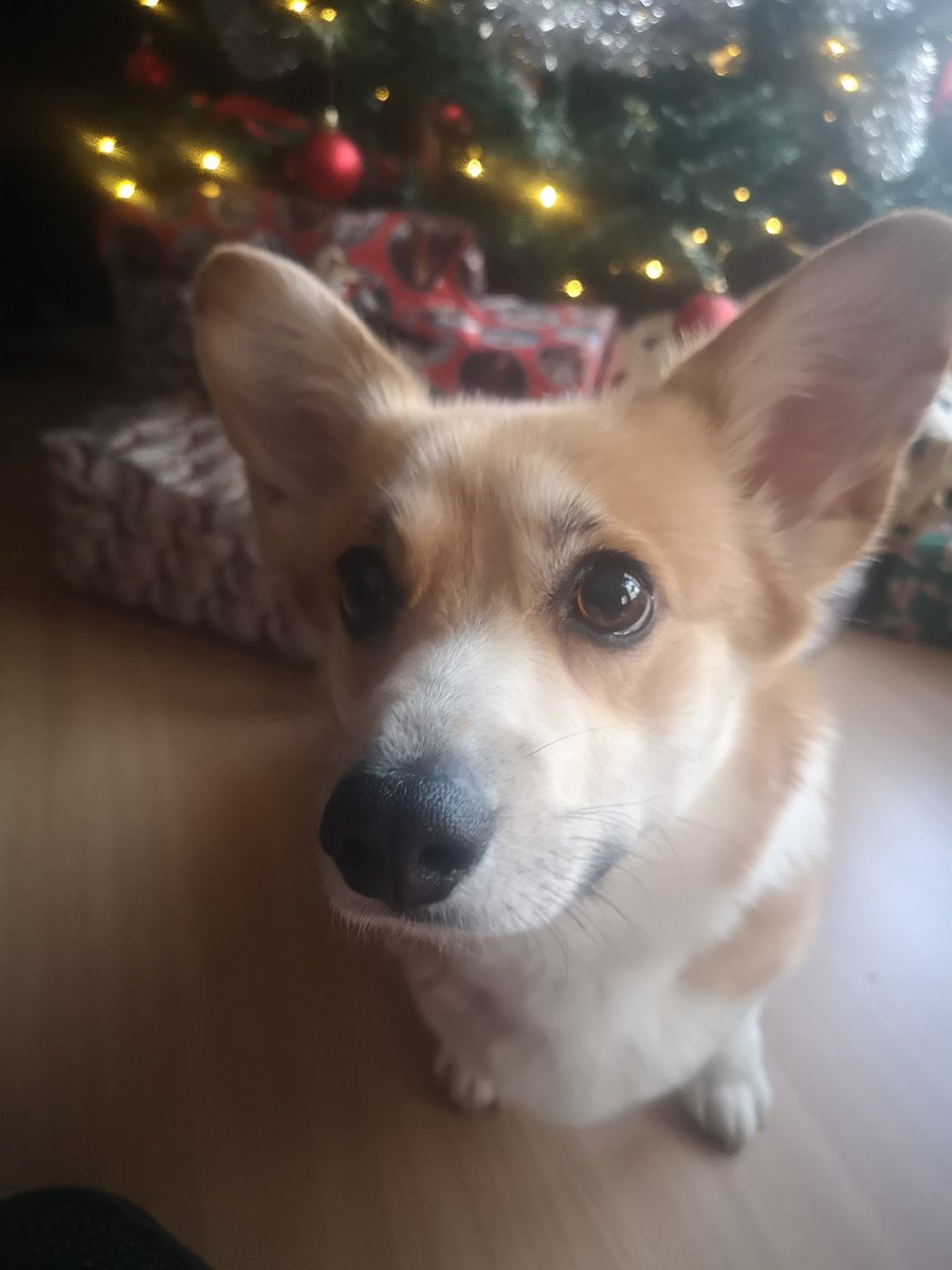 Merry xmas! ✨🎄✨🎁
#CorgiCrew