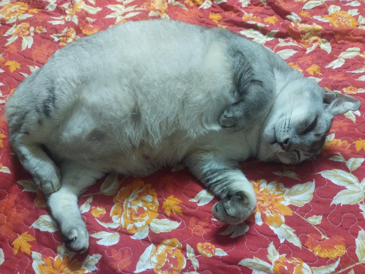 eisyka's tweet photo. @frdsh_ Ni 8kg..dah kene diet . tp cm mne mami ssh nk diet .dia lgi ssh.. https://t.co/jCAw4kX3Wa