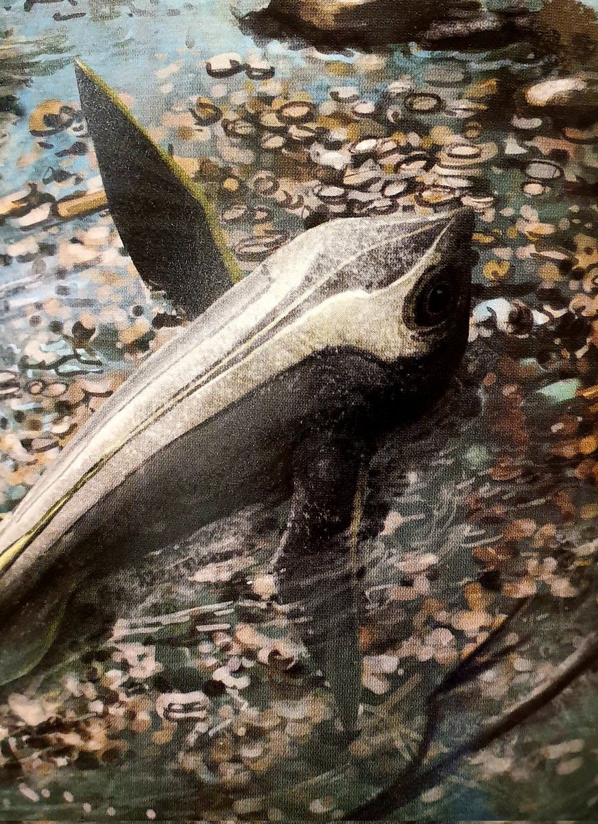 TetZoo's tweet photo. Also included are images by Julius Csotonyi, Mark Witton @MarkWitton ... #paleoart #palaeoart #books #AncientSeaReptiles https://t.co/awLokbTITI