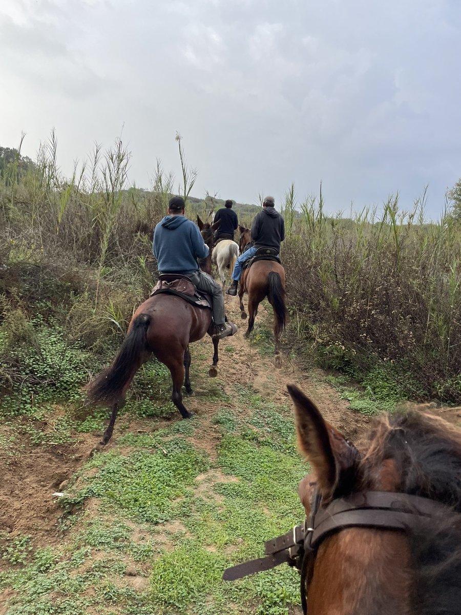 GM 🐎 🐕