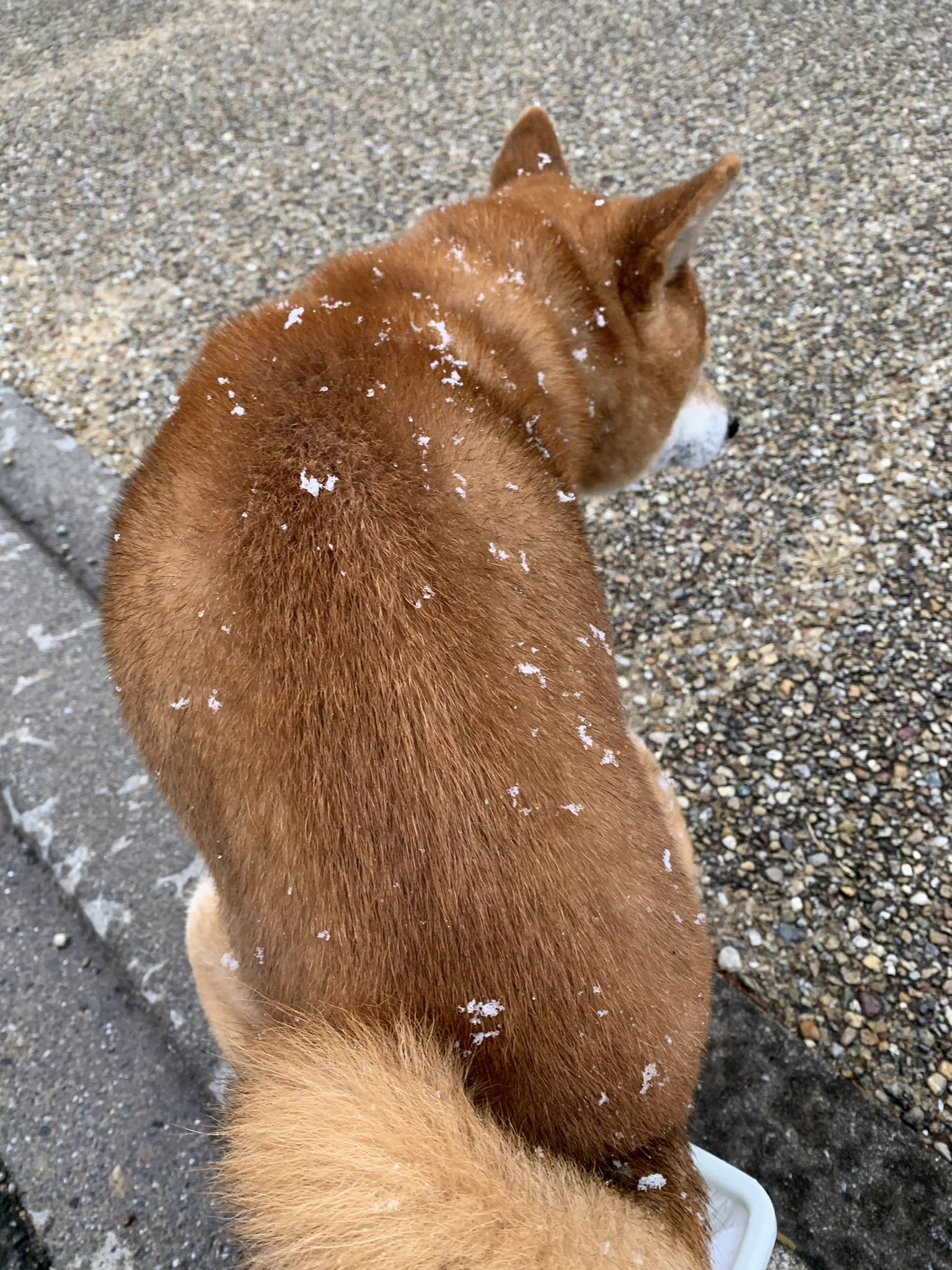 @K5dbZRmjNe77i5r 人間でいえば48シバ歳ハルさん、今朝の雪にはしゃいだのでしょうか？
うちは14歳柴なので…すっかりシニアのはずですが雪でも元気よく外での用事を済ませてました。
しかし真夏も真冬も同じ1枚で過ごせる柴犬フリースてすごいですよね🤔 