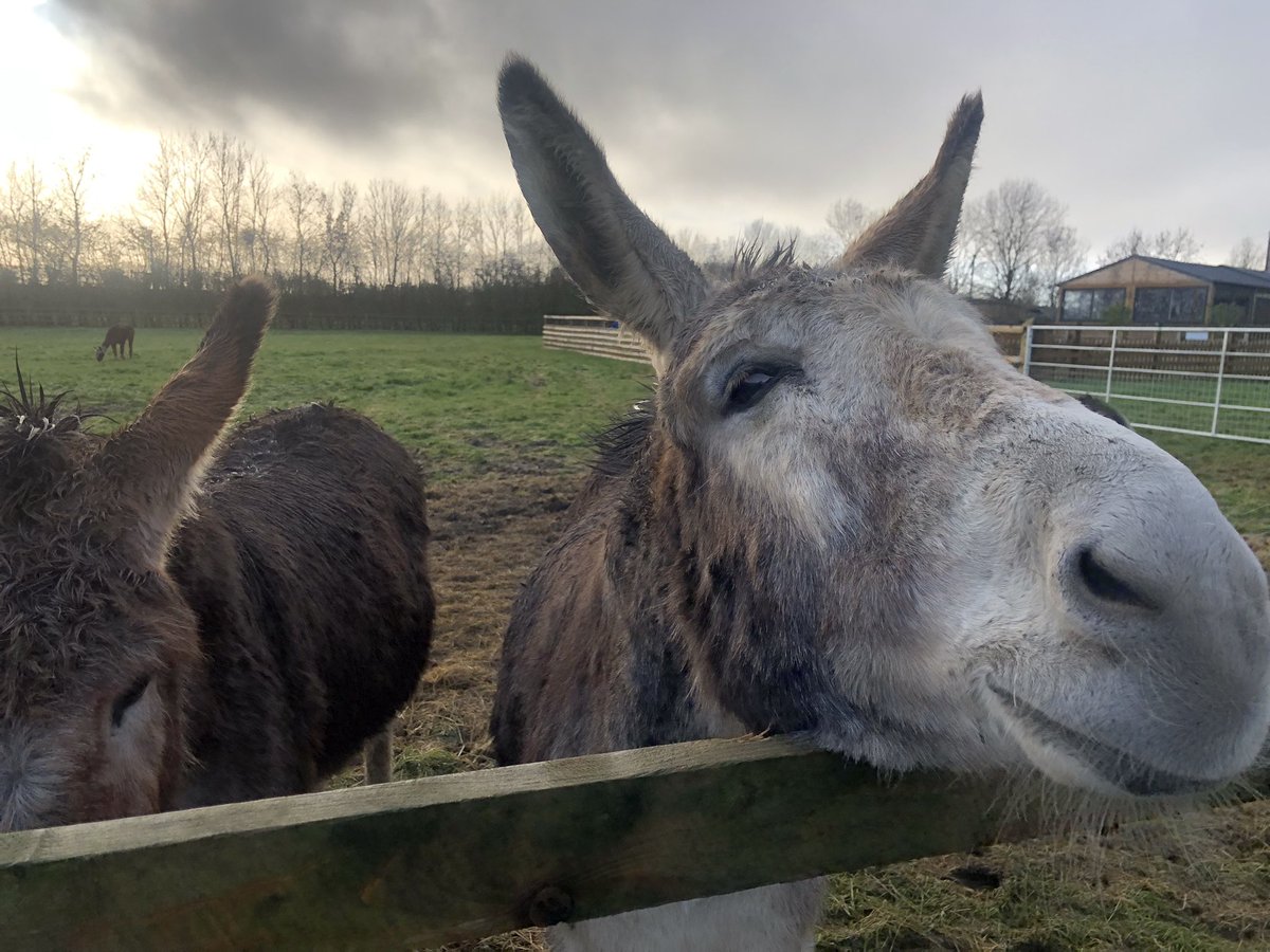 Little donkey, little donkey, on a dusty road… @HARTResearch @LisaMSutch @sjholt50 @cloudymamma @VenetiaJane #MerryChristmasEve 🐴🎄🎁 🤶 🎅