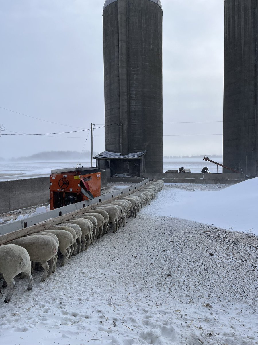 Cold toes warm belly’s. Glad to finish lambing before this rolled in. Merry Christmas Eve !