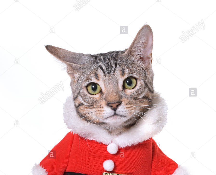 고양이 신비 (@catsinbya) on Twitter photo 