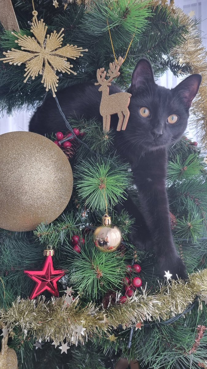 Merry Christmas!🎅 🎄 👁👁