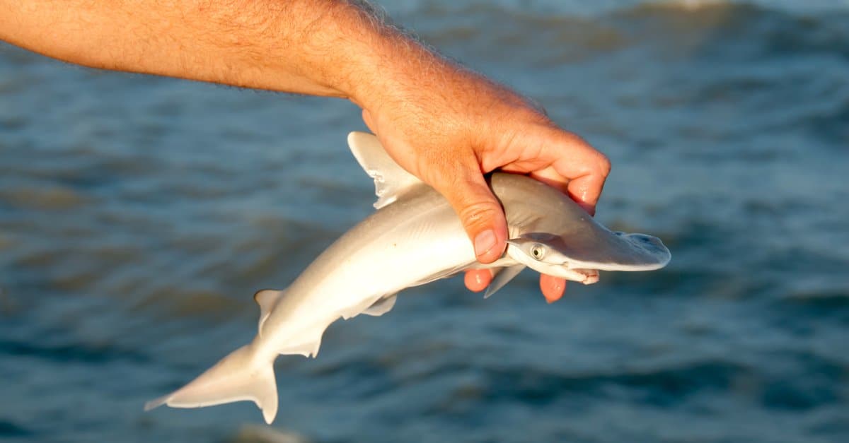 SharkiesOTD tweet picture