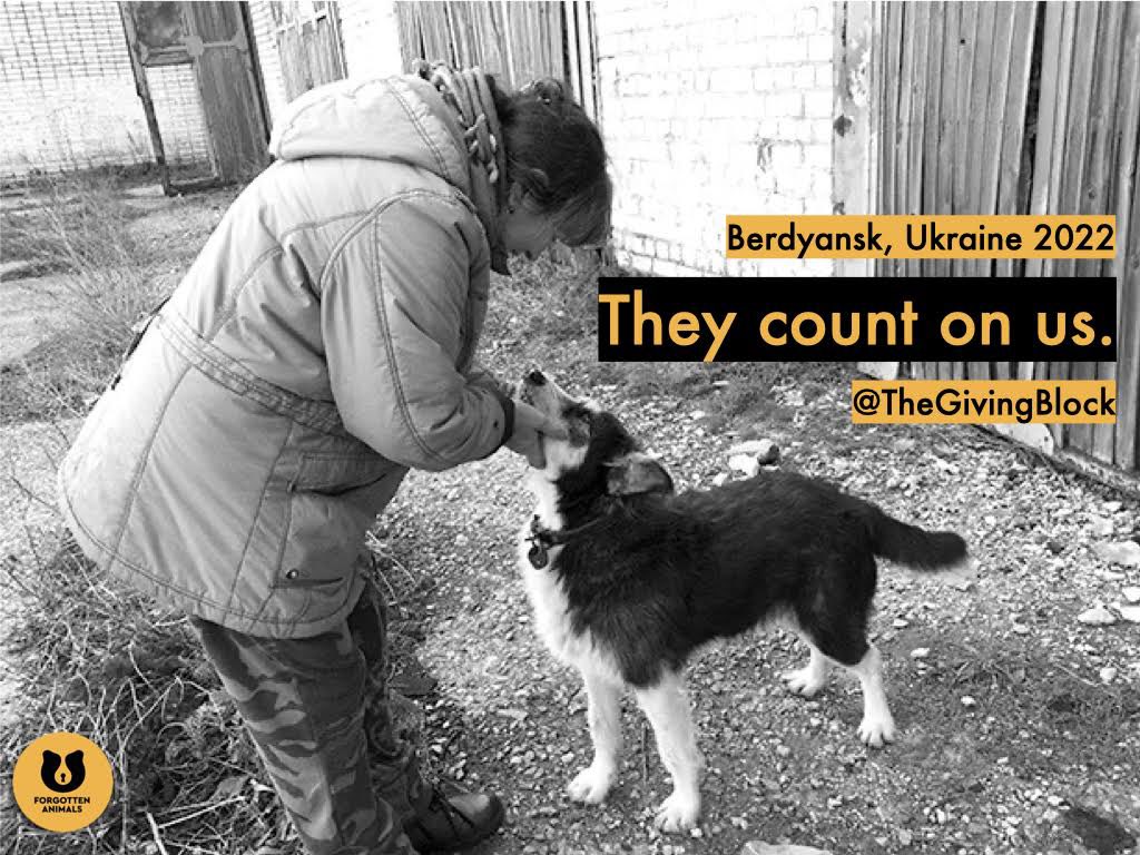 forgottenanimal's tweet photo. On behalf of every #animal and fearless humans who care for them despite the hardships of #war we wish you #HappyHolidays. We couldn’t do it without you 🫶 🐾 #MerryChristmas #WarInUkraine #forgottenanimals #animalcharity #cats #dogs #giveback #Ukraine️ https://t.co/1vN0cEJGik