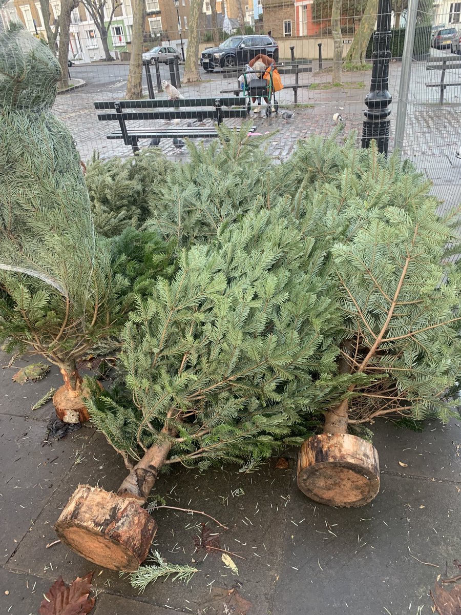 PrimroseHillHub's tweet photo. If you don’t have a Christmas tree yet but would like one, some lovely ones have been left in Chalcot Square, unsold by a local shop. Go and get one - give a Christmas tree a home! https://t.co/vHsyDIG94v