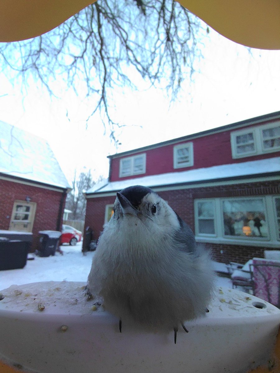 kewiki's tweet photo. This white-breasted nuthatch can’t see his feet below all that #borb #birdbuddy #goldenperchawards https://t.co/sNQpXUzLyJ