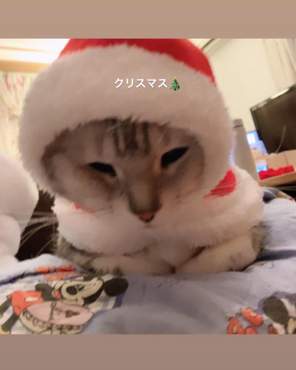 EnXsr's tweet photo. メリークリスマス🎄 https://t.co/ps0JNCJkEY