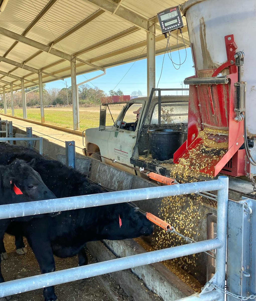 ugatiftonturf's tweet photo. The Christmas Holidays don’t look the same for everyone in the College of Agriculture. When you show up, it doesn’t go unnoticed…it matters. A sign my Grandpa kept in his office said “Do something! Lead, follow or get the HELL out of the way.”#ugacaes #ufifas #tamuaglifesciences https://t.co/PaLKTU4sSt