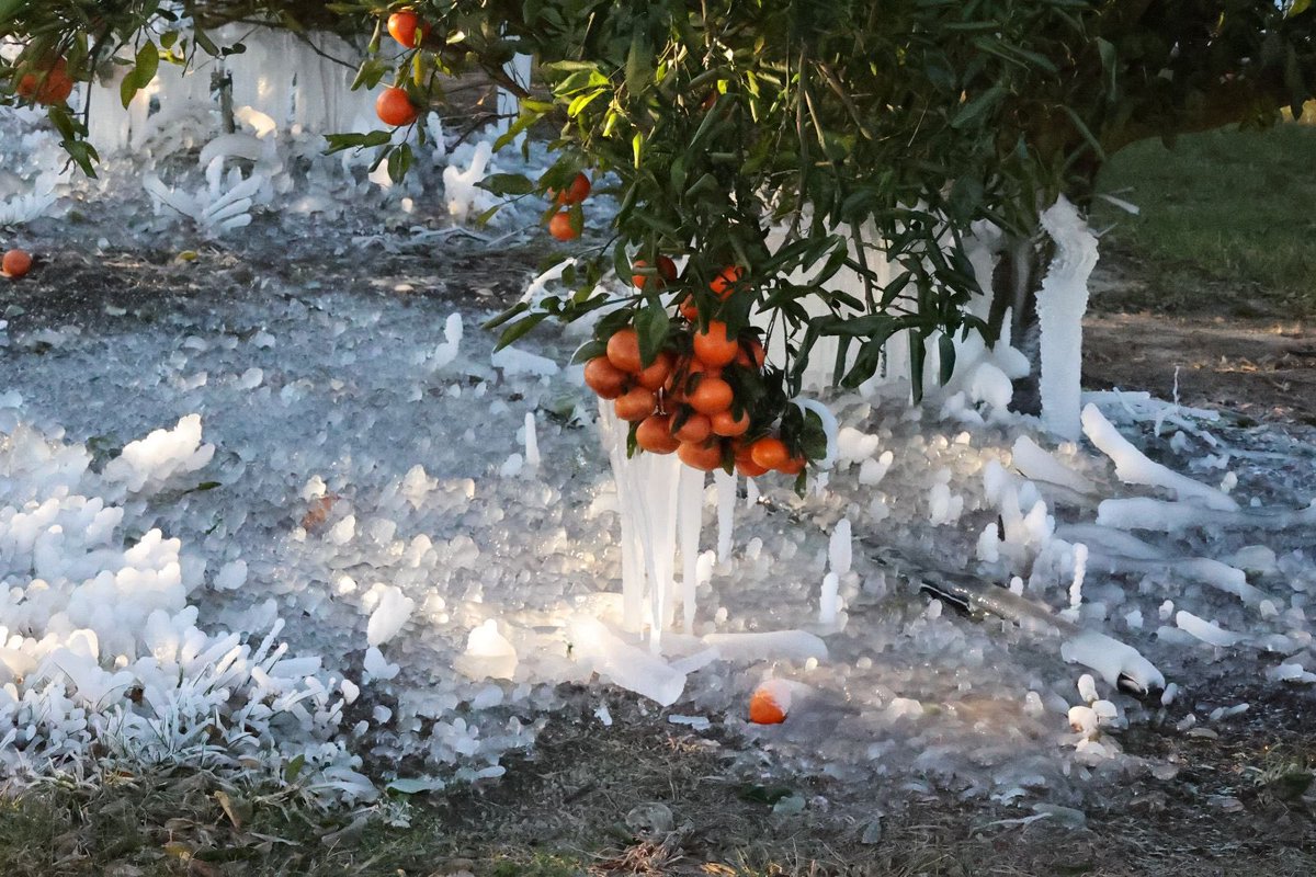 Dr_MAdnanShahid's tweet photo. A big test for cold-hardy-citrus industry in southeast (FL, AL and GA). Shout-out to my graduate student Mujahid who is collecting tissue samples in the AMs - he is working on molecular basis linked with cold tolerance in citrus 🍊 https://t.co/SXDRNaXFKj