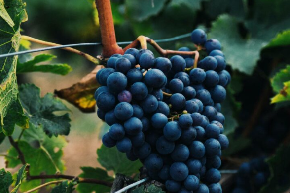 GeorgiaWines2's tweet photo. ジョージア文化や観光にまつわる開発型コミュニティの実現を狙いとしたNFTアートコレクションSUPRA 3.0特典😊✨

【Mukuzani Wein Keller】 
✅6本のワインをお買い上げのsupra3.0コミュニティメンバーにワインを1本プレゼント
✅以降の商品を通常価格から１０％引きで提供
＃ジョージアワイン　#NFT https://t.co/rrlRZFymeY