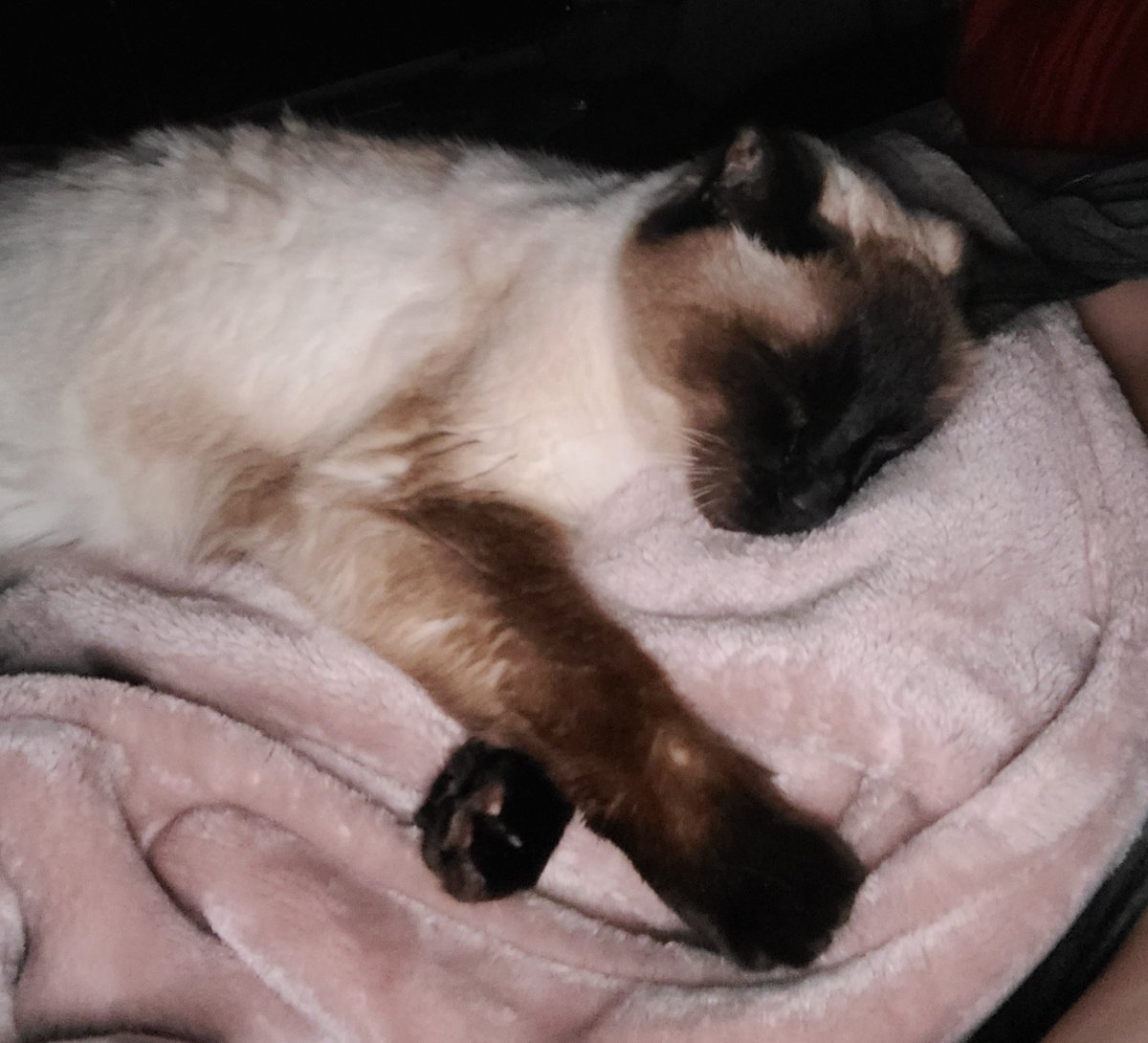 Please send positive thoughts. I was told yesterday that my Milo is in full renal failure and will need to be put down soon. He will be 18 tomorrow. I'm beyond heartbroken. 💔