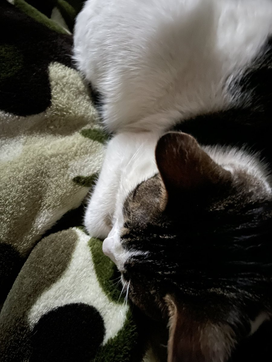 teacherfirst73's tweet photo. ARTeee agrees that no power still - is not fun 🤷‍♀️ #notimpressed #itstoocold #needsnuggles #keepmewarm https://t.co/qjmSSikDgH